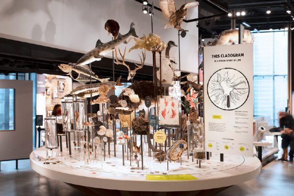 精选案例 自然历史博物馆 5118期