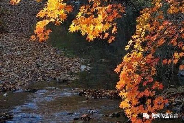 人间朝暮,叶落惊秋