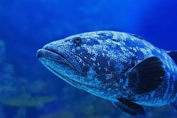 linux的ip地址查询-5 个用于在 Linux 终端中查找域名 IP 地址的命令 | Linux 中国