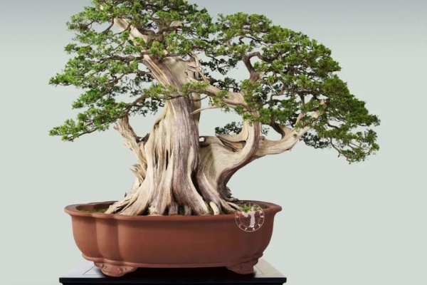 苍劲 苍劲挺拔,老树弥坚——赏曹志振真柏藏品“箭指苍穹”