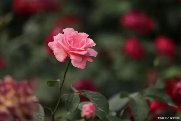 想让月季牙签苗快速“开枝散叶”,掌握3个方法,笋芽能有拇指粗