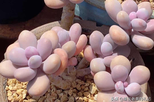 多肉桃蛋的叶片干瘪发皱,我们如何判断是缺水还是根系出了问题?