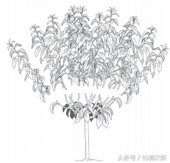 b+树_b-树和b 树 好处_b树 b+树 区别