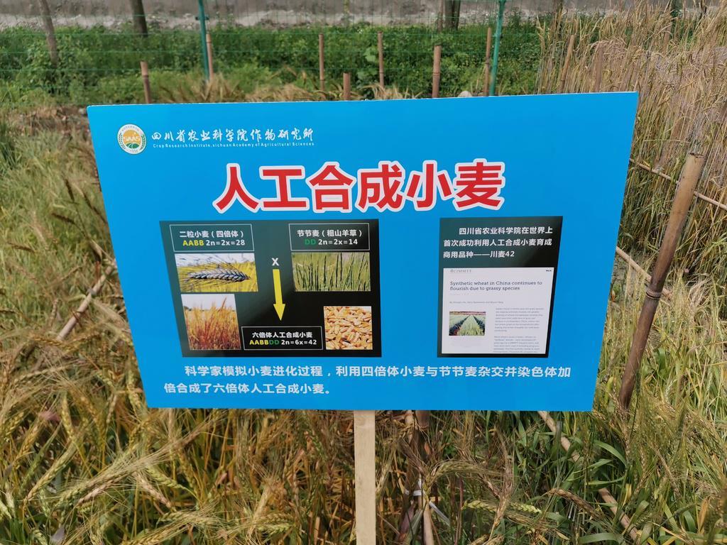 魔化源质锭与源质锭_质胜文则野,文胜质则史_种质