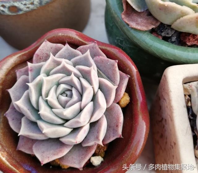 干瘪豆角_干瘪_珍珠吊兰 干瘪