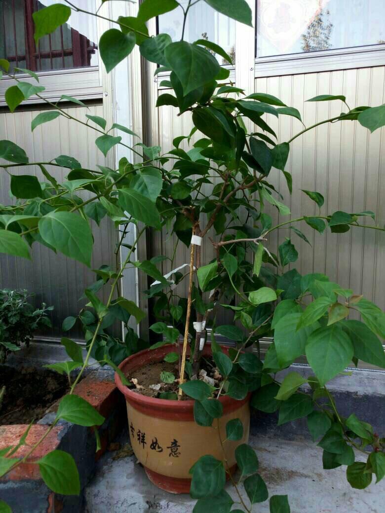 开枝散叶_厦门妇幼保健院 林开枝_缠枝牡丹花能,开多久