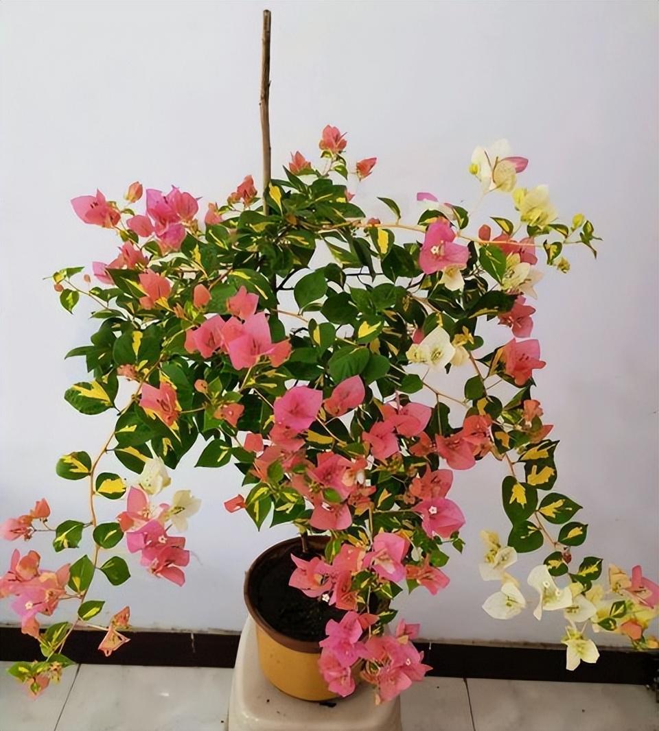 缠枝牡丹花能,开多久_开枝散叶_厦门妇幼保健院 林开枝